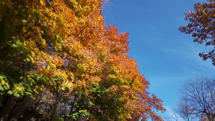 Brilliant red and orange autumn leaves in Mount Royal Park, Montreal, under a clear blue sky