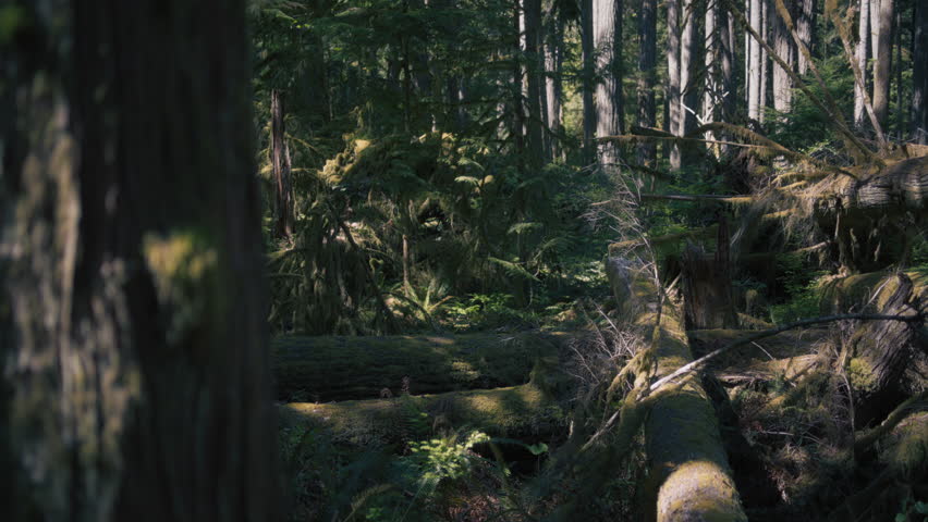 Sun shining through dense trees in an old-growth forest. Slow motion. 