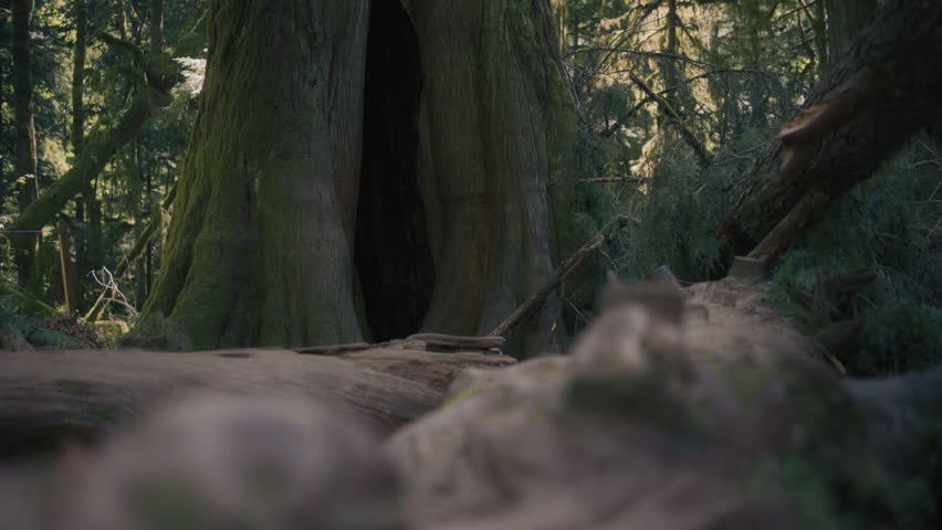 A big opening in a Douglas Fir tree trunk in an old-growth forest. Slow motion. 