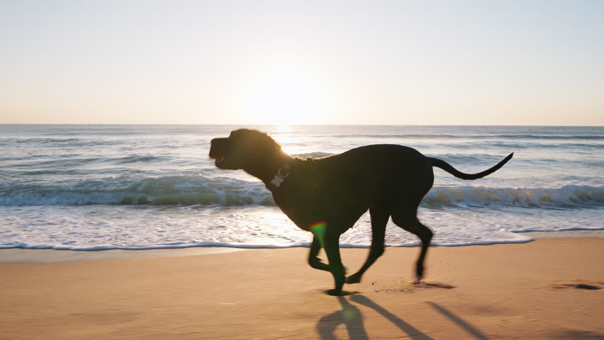 Large black dog Great Dane runs joyfully on sandy beach at sunrise sun up. Playful, energetic moment backdrop of waves and glowing horizon summer. Freedom, companionship. Travel. Pet care