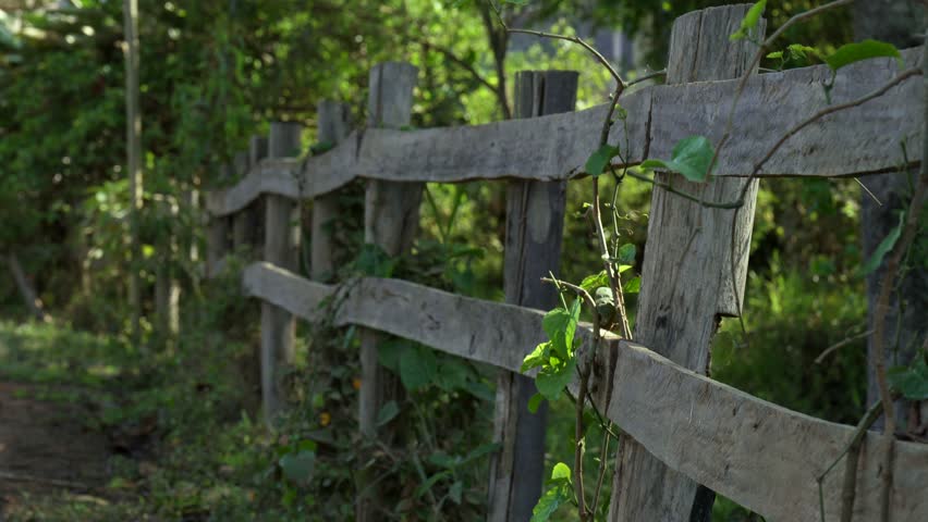 Native climbing plant growing up a wooden fence in Araponga, rural Minas Gerais. Typical rural architecture in a family farming region.