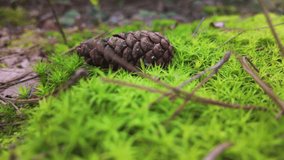 A serene closeup of a pinecone on green moss, beautifully capturing the enchanting essence of nature - Powered by Shutterstock - Get 15% off with code: PIKWIZARD15