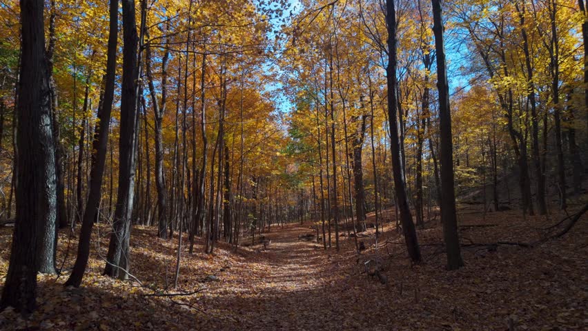 Canopy trail of colorful autumn leaves in Mount Royal, Montreal, with deep red and orange hues, walking POV