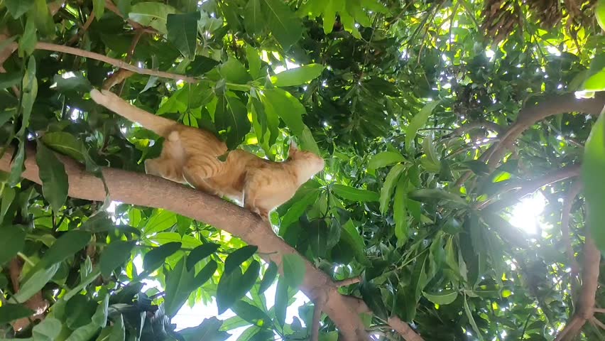 Cat adventuring in the tree canopy. This image shows an orange tabby cat perched on a sturdy tree branch, surrounded by a dense canopy of green leaves.