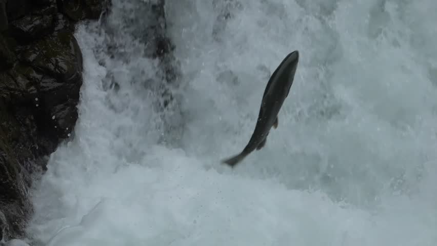 Salmon fish leap in air migrate against waterfall current, slow motion