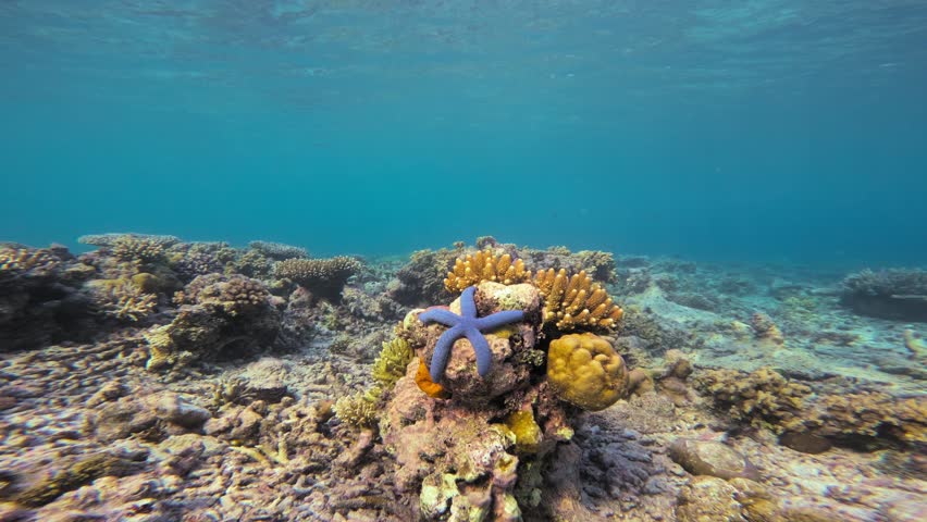 A blue starfish clings to a coral outcrop in this static underwater view from Raja Ampat, Indonesia. The serene coral landscape, set against calm, clear blue waters, highlights the peaceful ambiance.