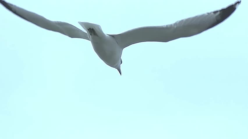 seagull flying on the wind. flying gull. Seagull flying on beautiful blue sky and cloud.