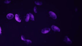 A group of luminous jellyfish glows with vibrant purple hues as they drift together in the dark water, creating an enchanting, otherworldly scene. Ideal for themes of bioluminescence, marine beauty,  - Powered by Shutterstock - Get 15% off with code: PIKWIZARD15