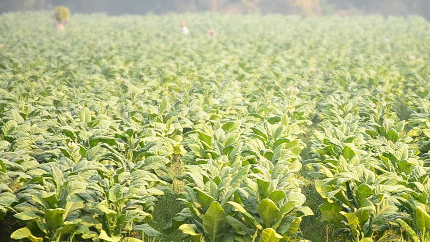 tobacco plant and farmer remove tobacco leaf form country farm 
