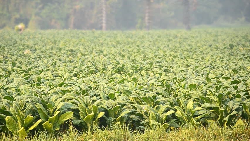tobacco plant and farmer remove tobacco leaf form country farm 
