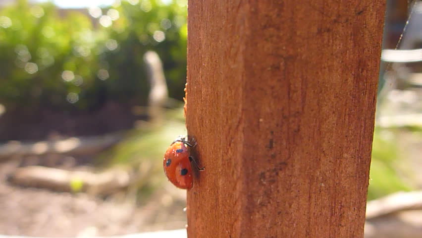 Close up of lady bug climbing garden post.
