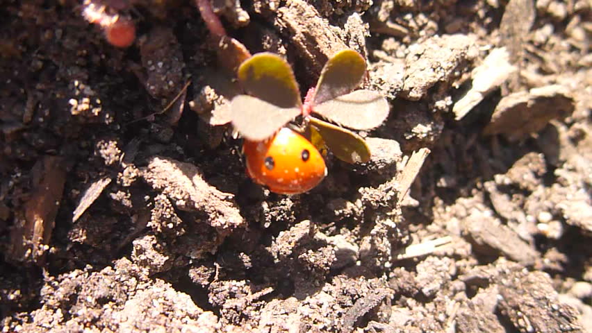 One lady bug moves through garden, camera follows.