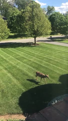 Deer running through backyard in New Jersey
