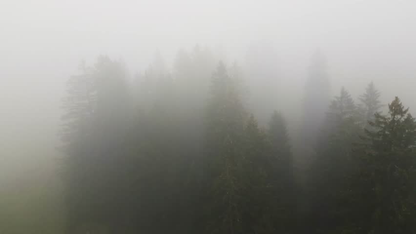 Aerial shot of foggy fir trees in swiss mountains