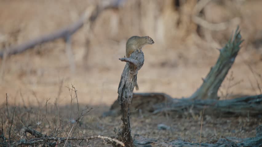 Ground squirrel stands perched precariously on single tree branch centered in shade