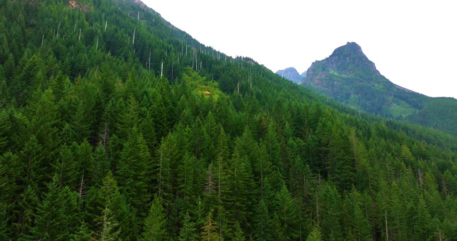 Drone View of Olympic National Forest Majestic Trees