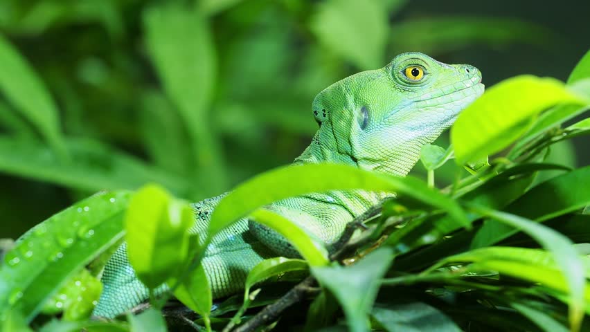 Vibrant green plumed basilisk lizard blends seamlessly with the surrounding foliage
