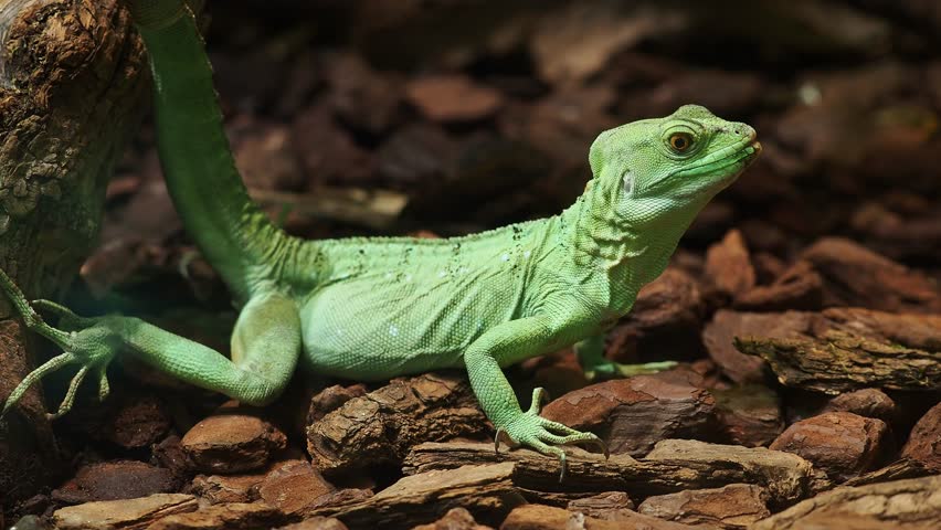Plumed basilisk lizard, also known as a jesus christ lizard, is basking on wood chips, showcasing its vibrant green skin and unique features