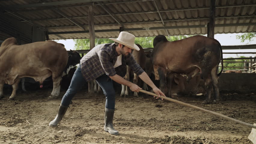 A handsome young male cattle farm worker wearing a hat and boots is cleaning and collecting dry cow dung for the health and hygiene of the cows in the rural livestock farm. 