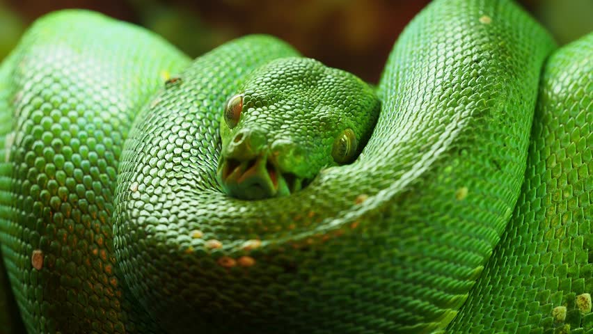 Green tree python resting, curled up, showcasing its vibrant green scales and watchful eyes