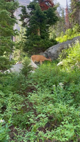 serene clip of a wild mountain deer in the Tetons 