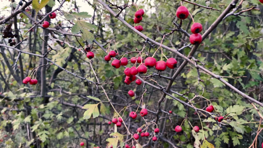 Male hand picking ripe red hawthorn berries from a bush. Autumn. Healthy berry for heart health