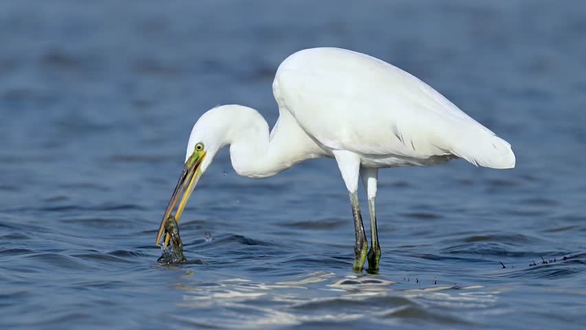 Western reef heron fighting for fish in the sallow marsh land at the bird sanctuary on a sunny day