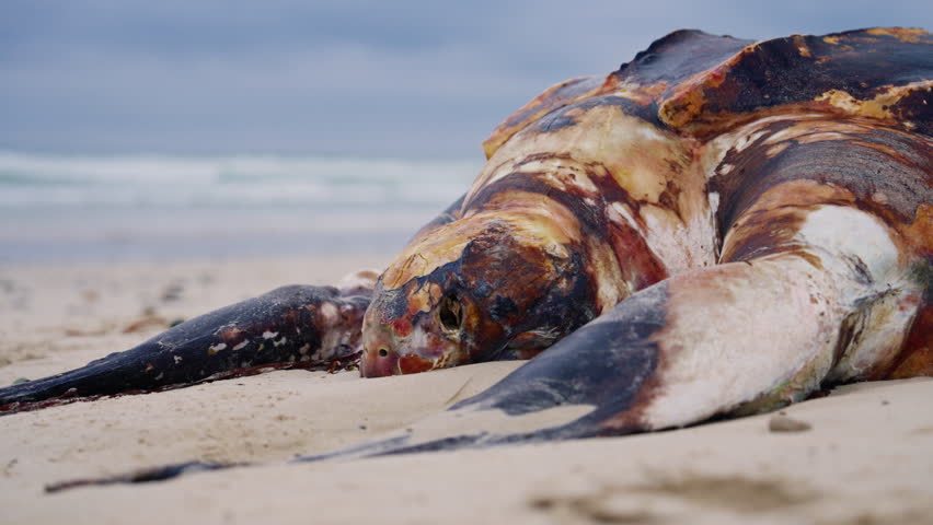 Closeup of big dead turtle at the beach washed out from ocean. Devastating effects of human activity on ocean wildlife. Environmental pollution