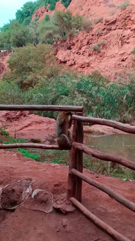 Barbary Macaque Monkey Scratching While Holding a Wooden Fence, Ouzoud, Morocco