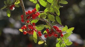 Closeup of red berries on a Yupon Holly Tree branch. - Powered by Shutterstock - Get 15% off with code: PIKWIZARD15