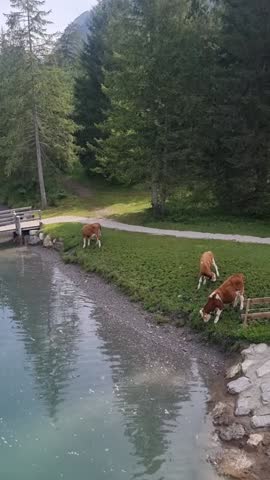 Enjoy a tranquil moment as gentle cows graze along the lakeshore, framed by vibrant greenery and tall trees. This idyllic setting captures the essence of peaceful rural life. Plansee Austria