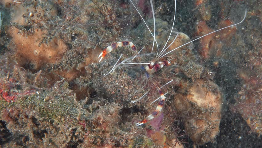 A striped shrimp with long claws and whiskers sits on a red sea sponge. Banded boxer shrimp (Stenopus hispidus) 6 cm ID: red and white bands on the body and claw arms.
