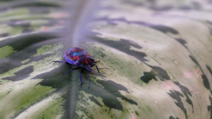 a high frame rate clip of a cotton harlequin bug walking on a leaf in an australian garden