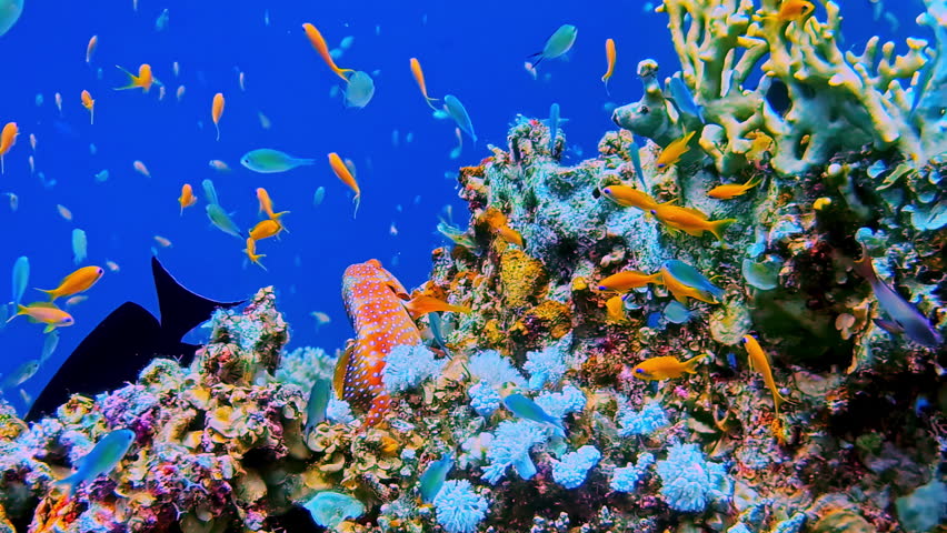 Red, spotted coral grouper, sea goldie, and other tropic fish along the coral reef of the Red Sea - scuba diver point of view