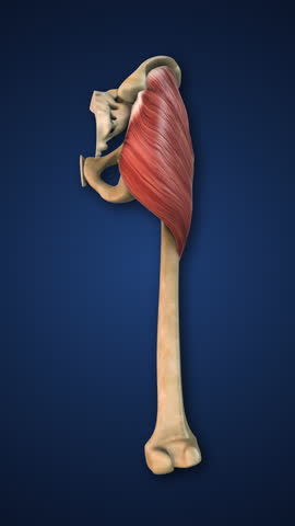 Highlighted Gluteus Maximus Muscle with Lower Limb