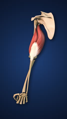 Highlighted Tricep Muscle with Upper Limb