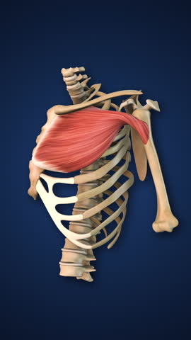 Pectoral Chest Muscle with Ribs and Spine