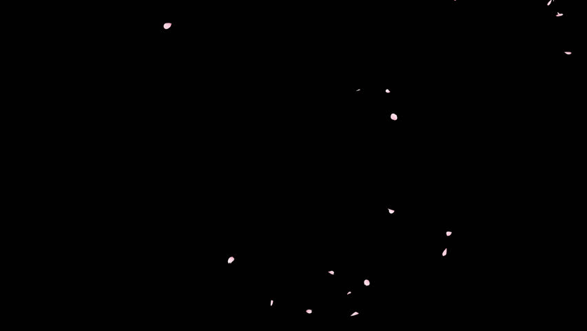 Cherry Blossom Petals Falling on Alpha Channel. 3D rendering. Cherry blossom petal falling with alpha channel you can place on footage or background and easier to change colour.
