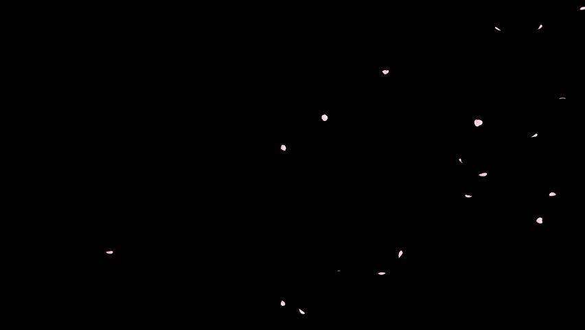 Cherry Blossom Petals Falling on Alpha Channel Loop. 3D rendering. Cherry blossom petal falling with alpha channel you can place on footage or background and easier to change colour.

