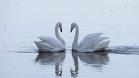 A loving whooper swan couple greeting each other, forming a heart shape with their necks and bills. Symbol of animal love. Filmed in Sweden. Ultra slow motion. Species: Cygnus cygnus - Powered by Shutterstock - Get 15% off with code: PIKWIZARD15