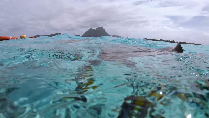 Close-up southern stingray swimming on underwater sandy floor in Caribbean Sea. Stingrays are bottom feeders, which means they spend most of their time searching for food along sea floor.