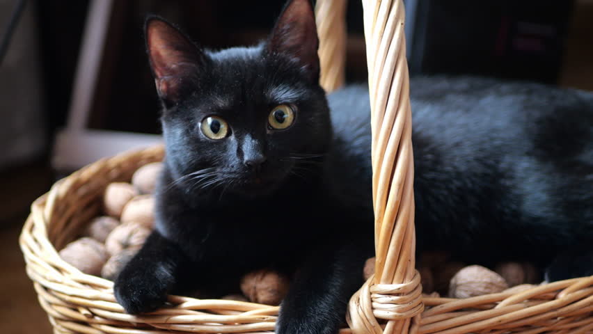 a black cat sits in a basket