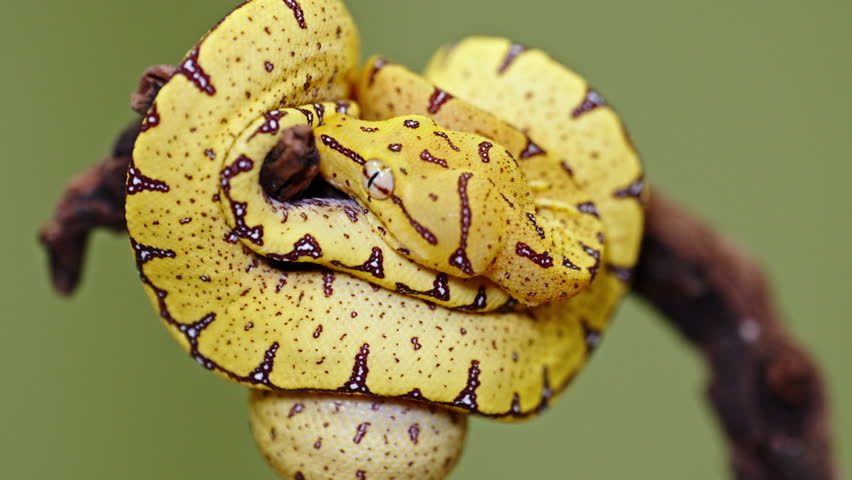 Yellow Morelia viridis snake coiled on branch, vivid colors and texture detail, close-up shot