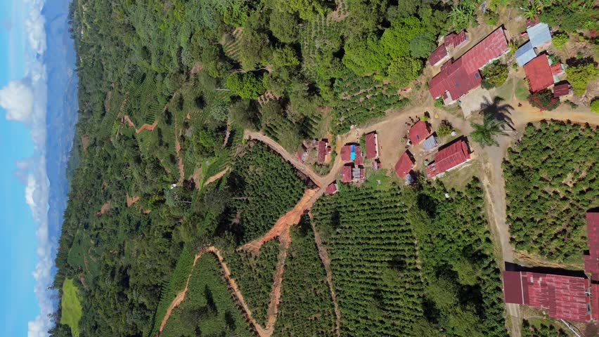 Small village in Ocoa and tracks between hilly plantaiton fields of coffee farm. Sunny day in summer season, Dominican Republic. Cultivation of coffee theme. Vertical establishing shot.