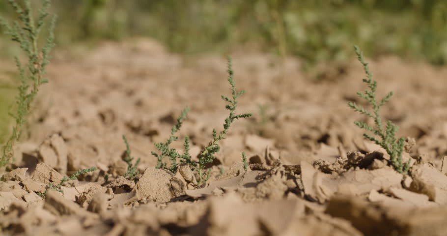 Steady shot of dried river bed with plats blowing in the wind.