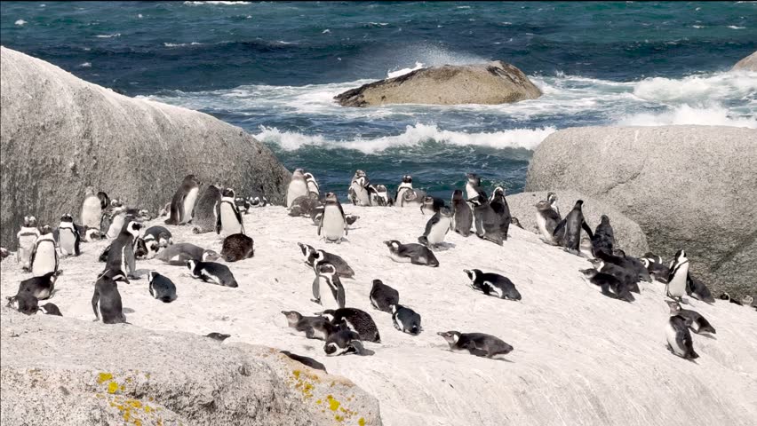 African penguins, also known as Cape penguins resting on a beach at South Africa