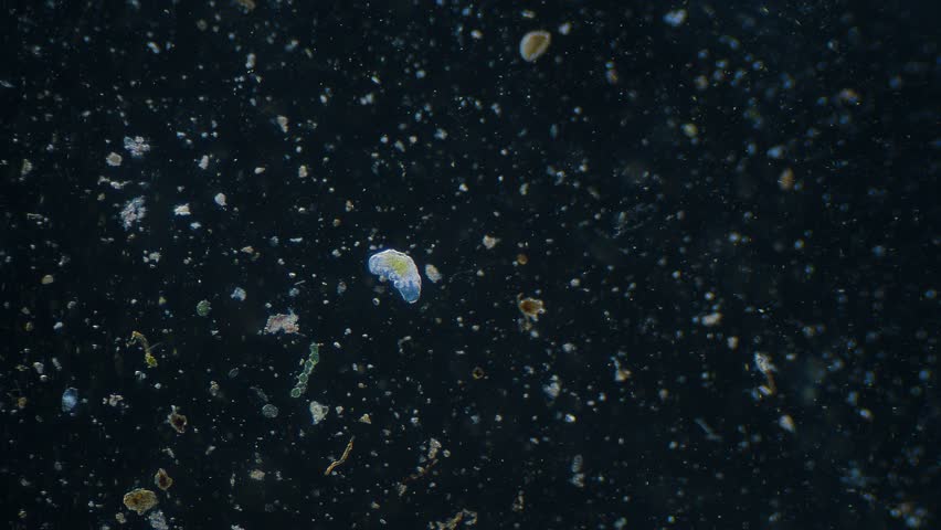 Moving tardigrade water bear under microscope dark field