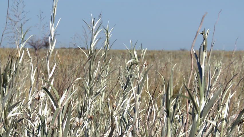 Tall Grass in Argentine Pampas - Close Up