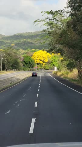 View of several beautiful flowering Lignum Vitae trees on a road in Panama, Central America