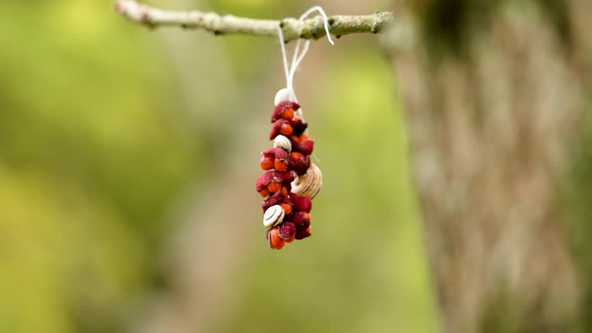 Handmade bracelet crafted from fresh red berries and seashells hanging delicately on a branch. Vibrant colors stand out against a blurred natural background in wild forest. Beauty in nature concept